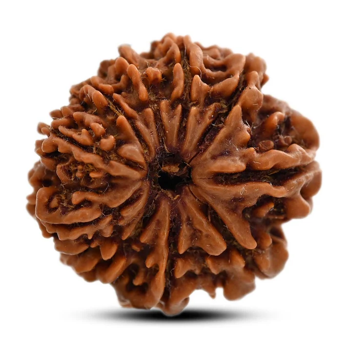 Natural 10 Mukhi Rudraksha Bead
