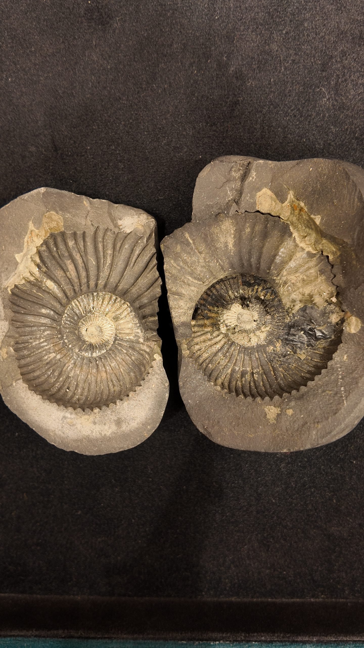 Natural Ammonite Fossil Shell Specimen – Madagascar