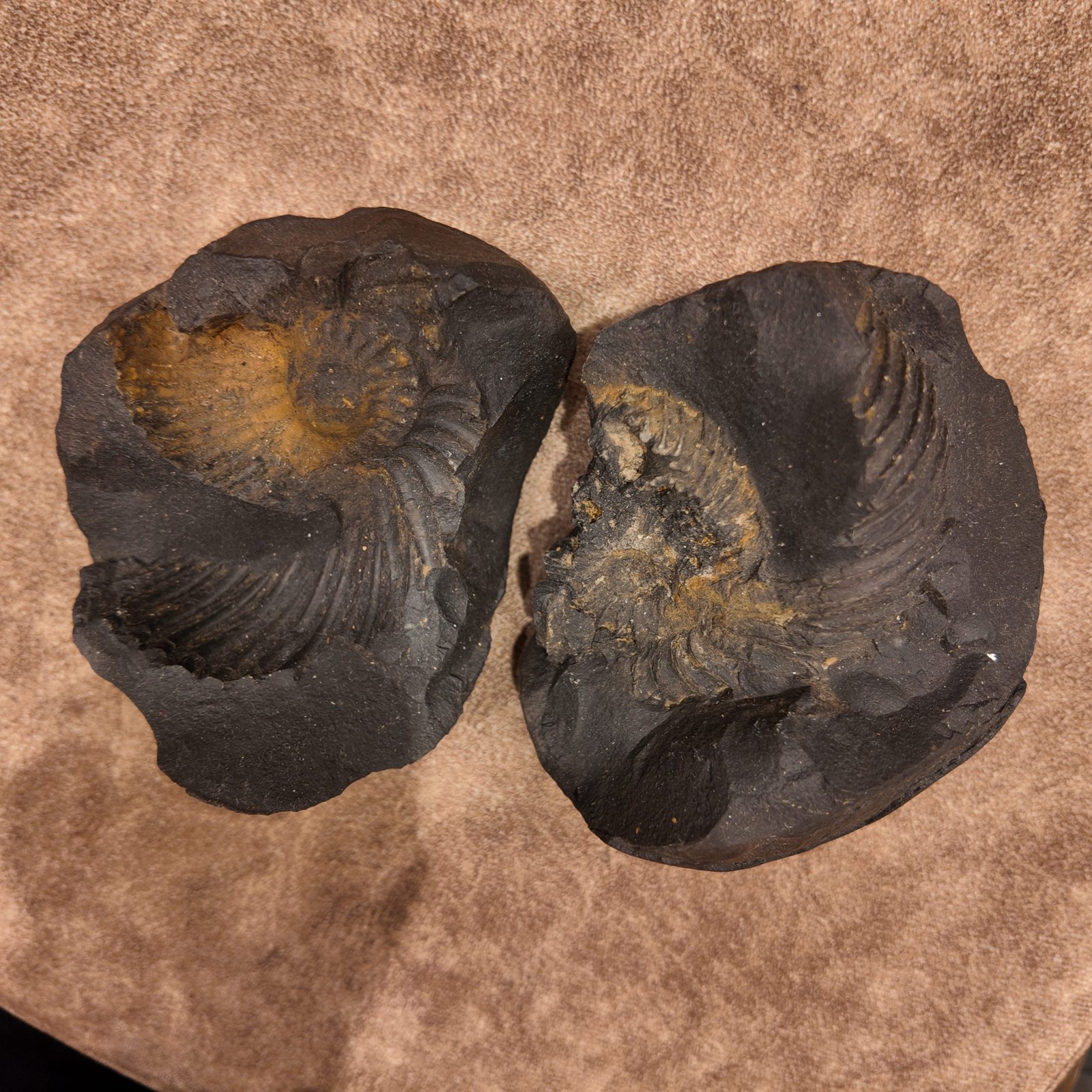 Shri Laxmi Narayan Shaligram – SH114