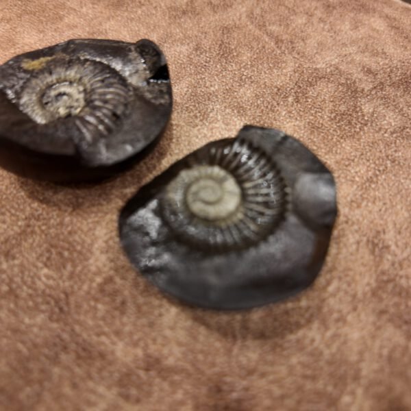 Original Lakshmi Narayan Shaligram Fossil Stone – Set of 2
