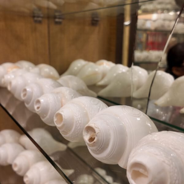 Pure Blowing Shankh – Conch Shell