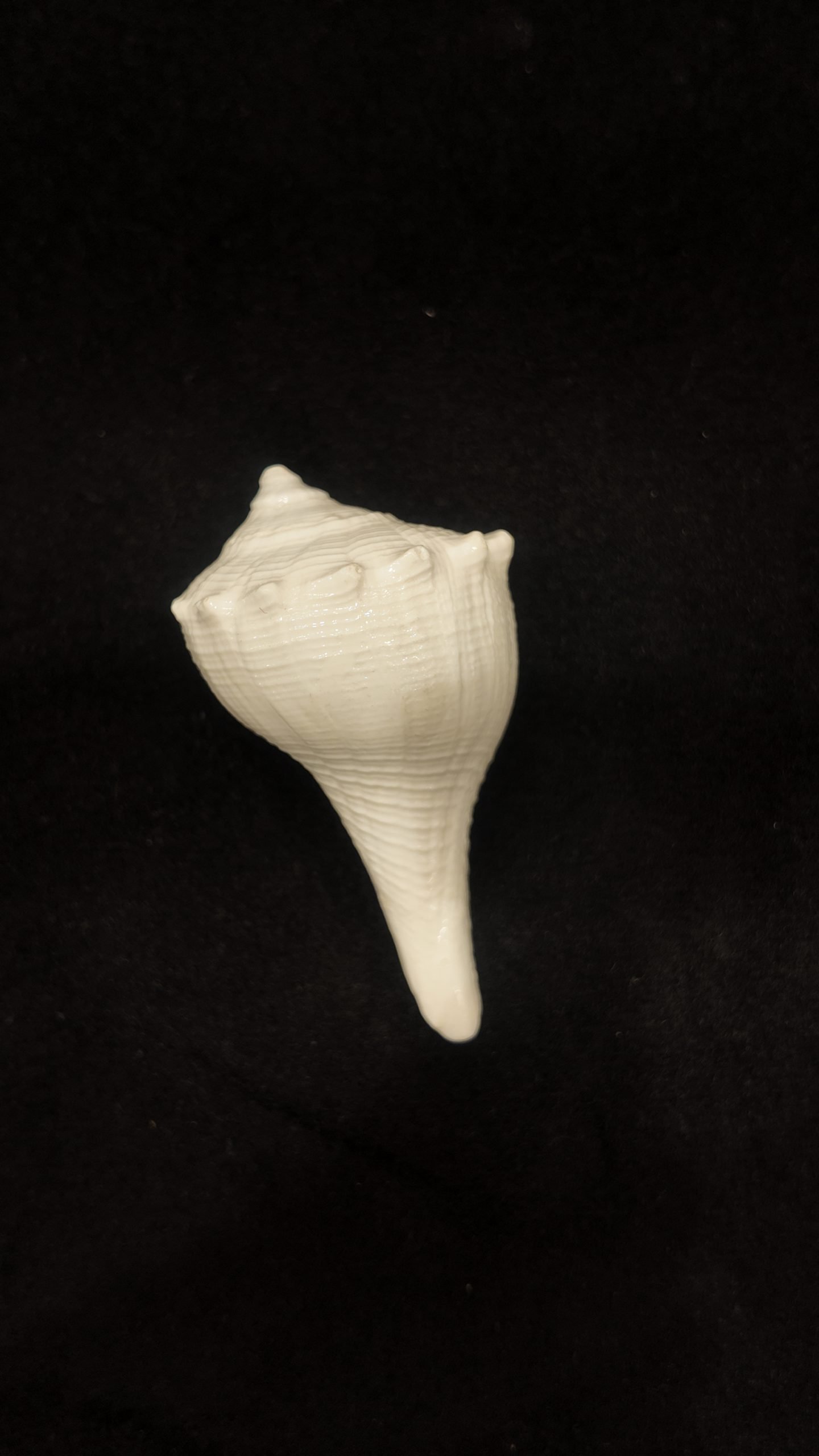 Dakshinavarti Shankh – 3 Inch