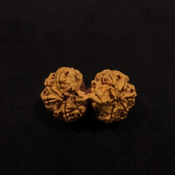 Natural Gauri Shankar Rudraksha