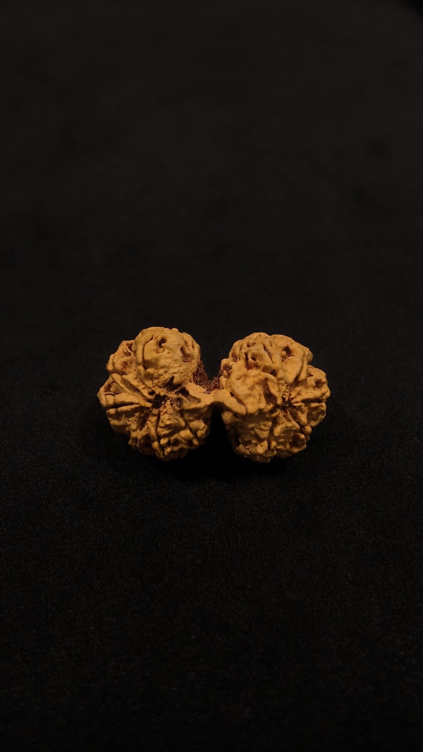 Natural Gauri Shankar Rudraksha