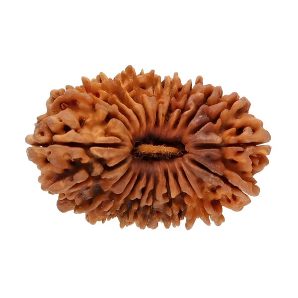 Rudraksha Beads