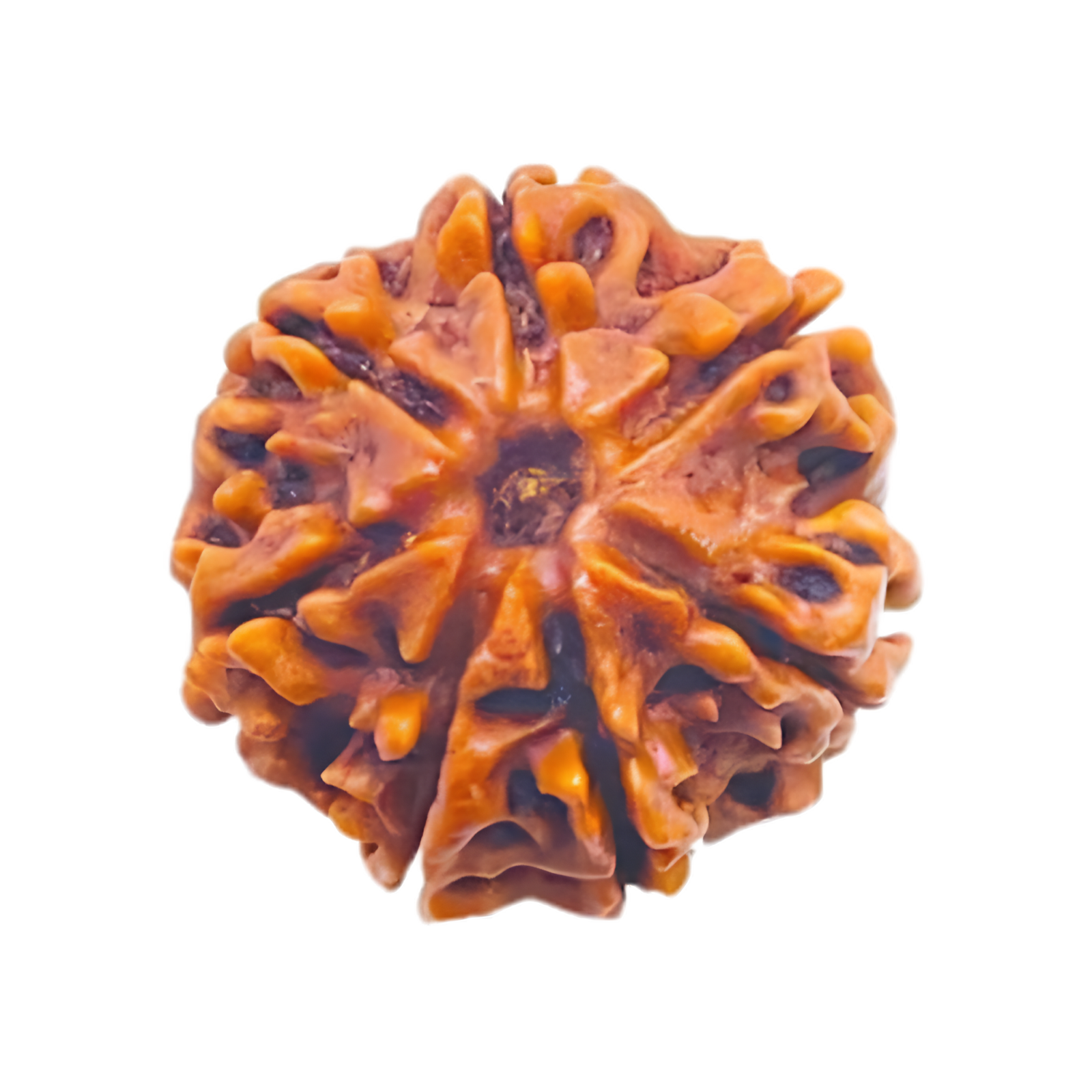 Natural 7 Mukhi Rudraksha