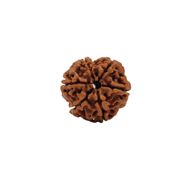 Natural 6 Mukhi Rudraksha