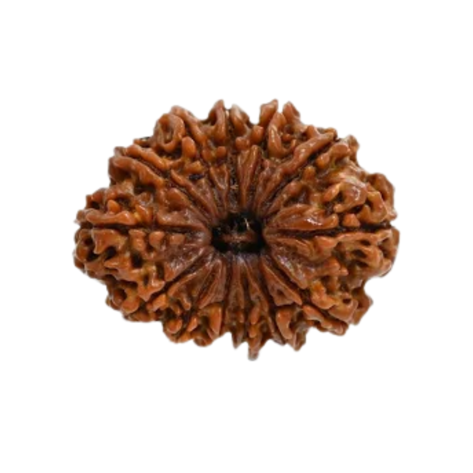 Natural 13 Mukhi Rudraksha