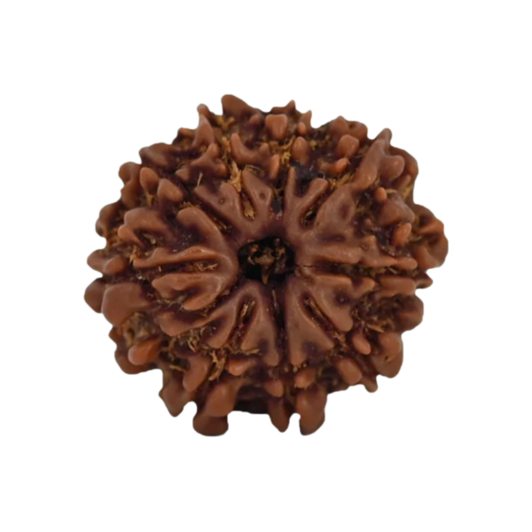 Natural 9 Mukhi Rudraksha Bead