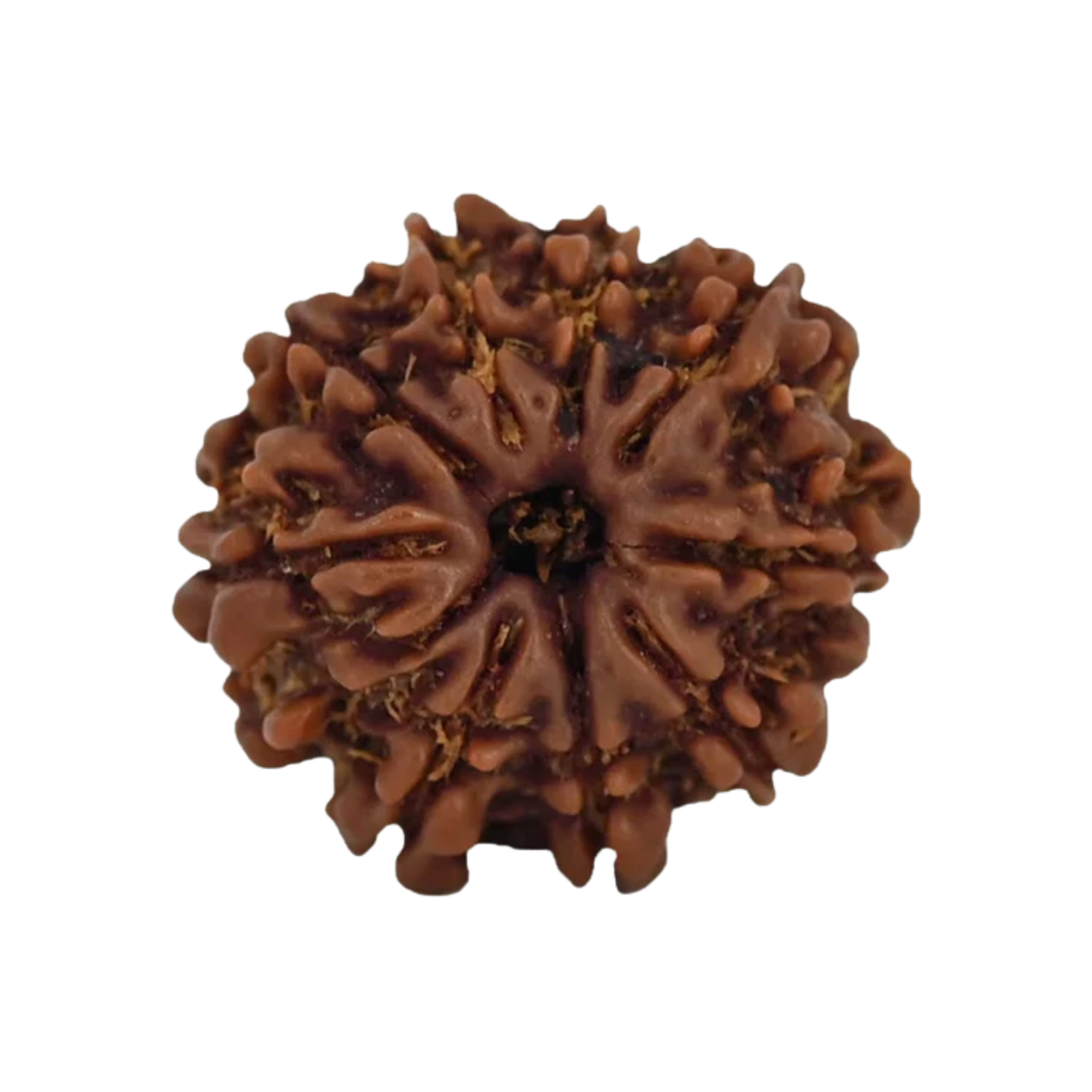Natural 9 Mukhi Rudraksha Bead