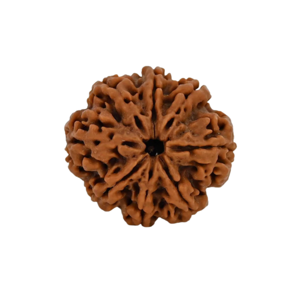 Natural 8 Mukhi Rudraksha