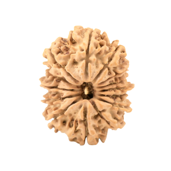 Natural 14 Mukhi Gauri Shankar Rudraksha