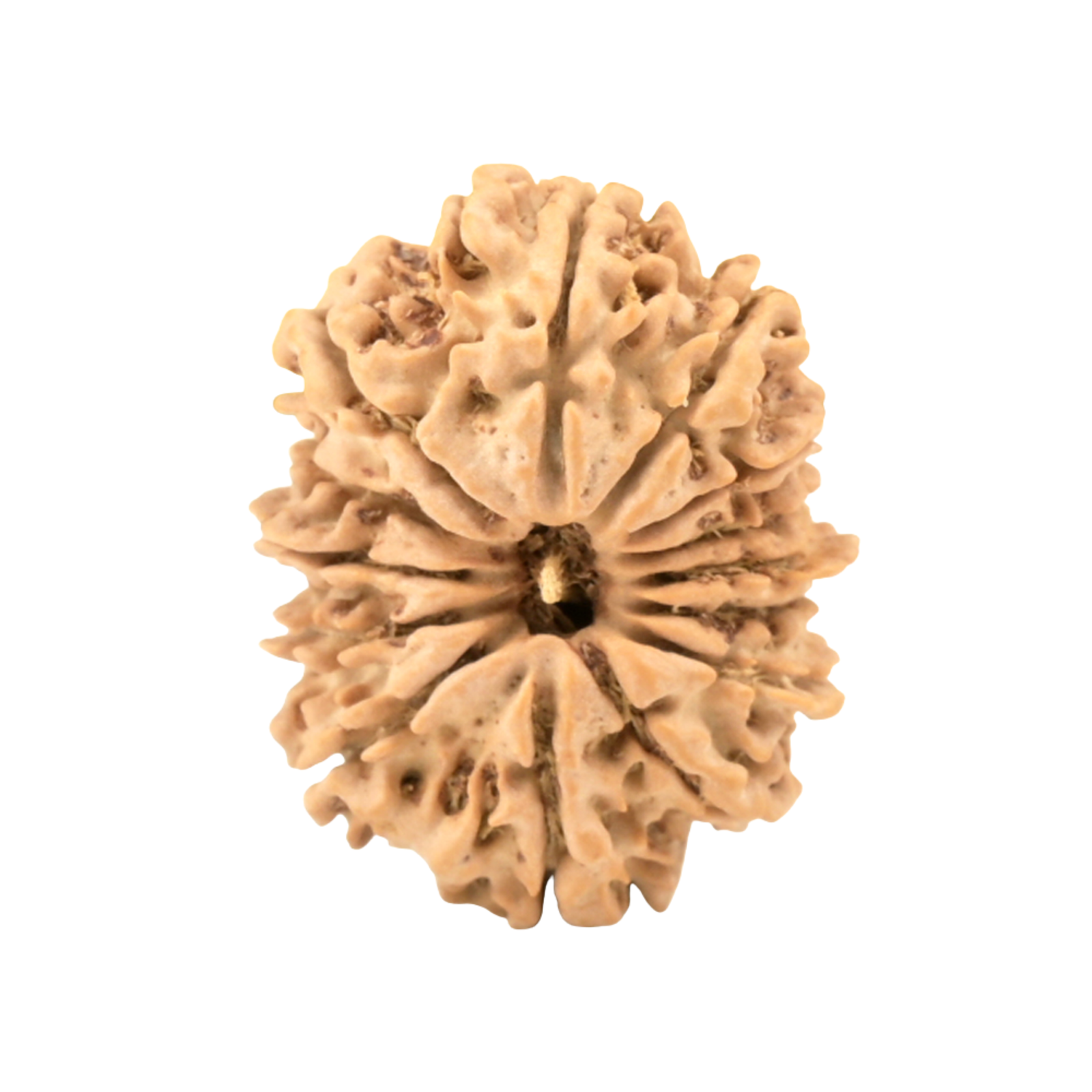 Natural 14 Mukhi Gauri Shankar Rudraksha