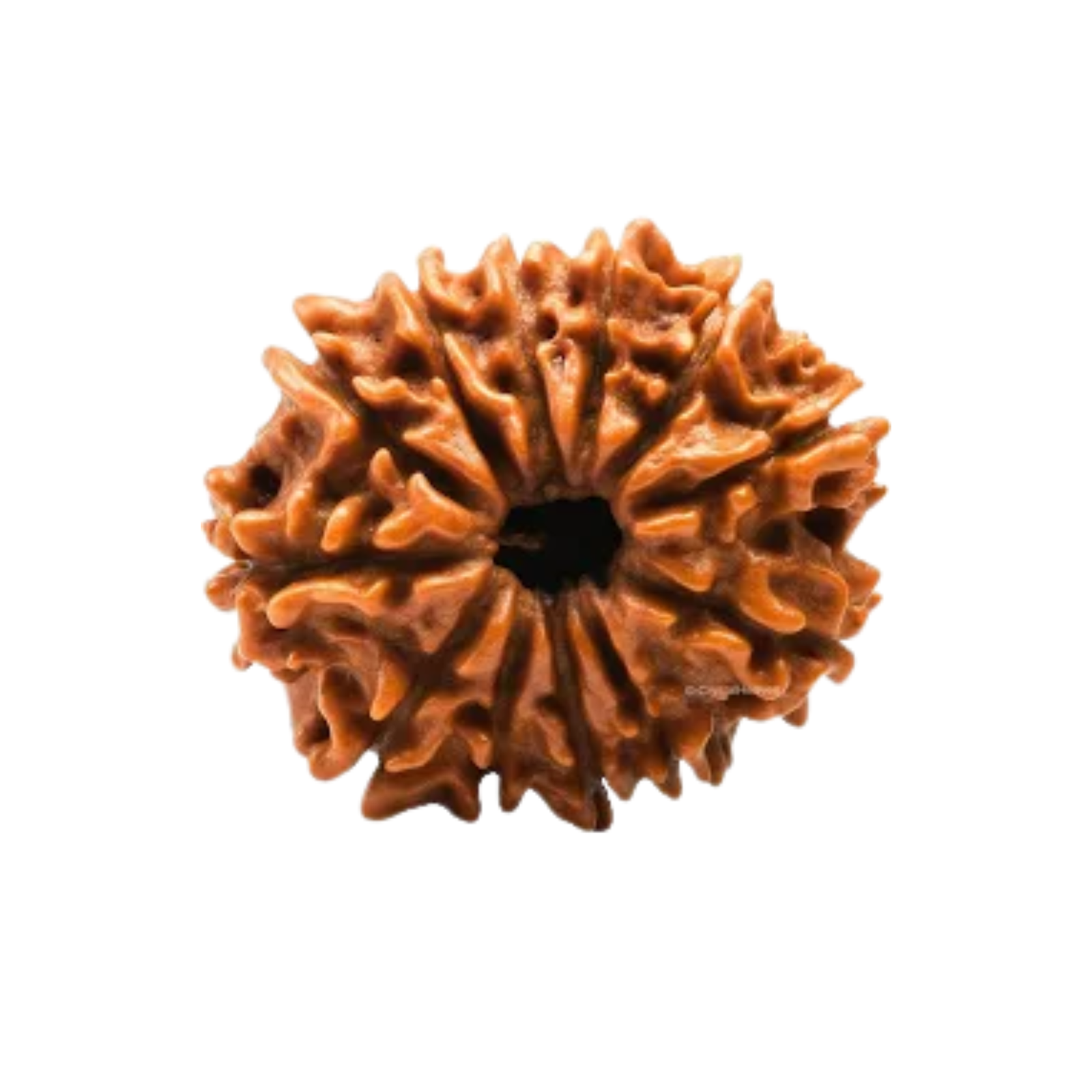 Antique 12 Mukhi Rudraksha