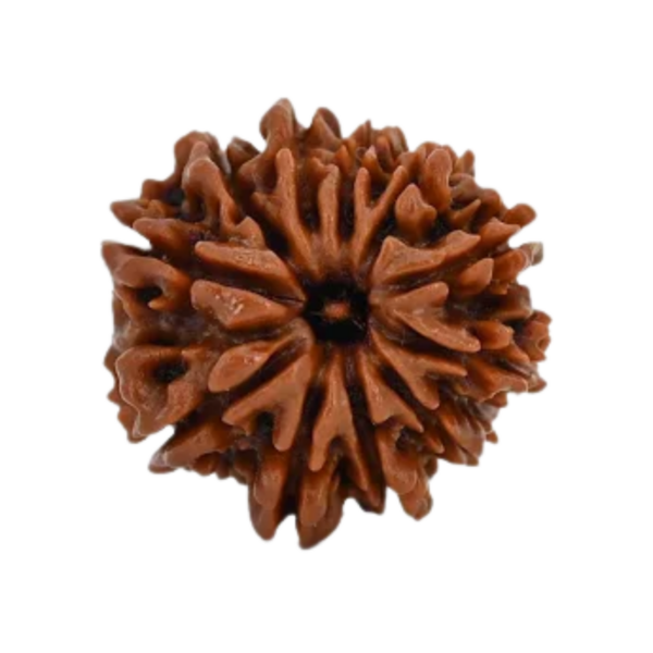 Natural 11 Mukhi Rudraksha