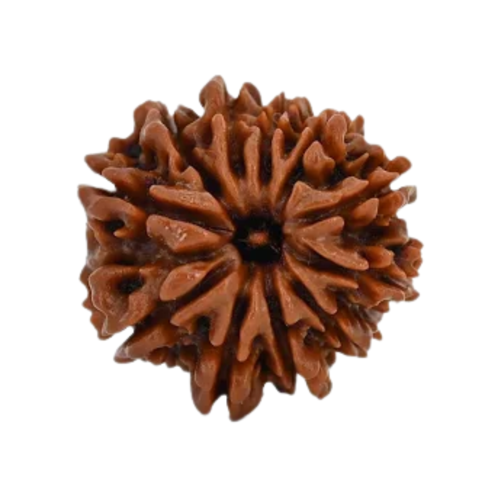 Natural 11 Mukhi Rudraksha