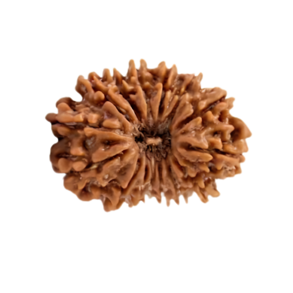 Natural 15 Mukhi Rudraksha Bead