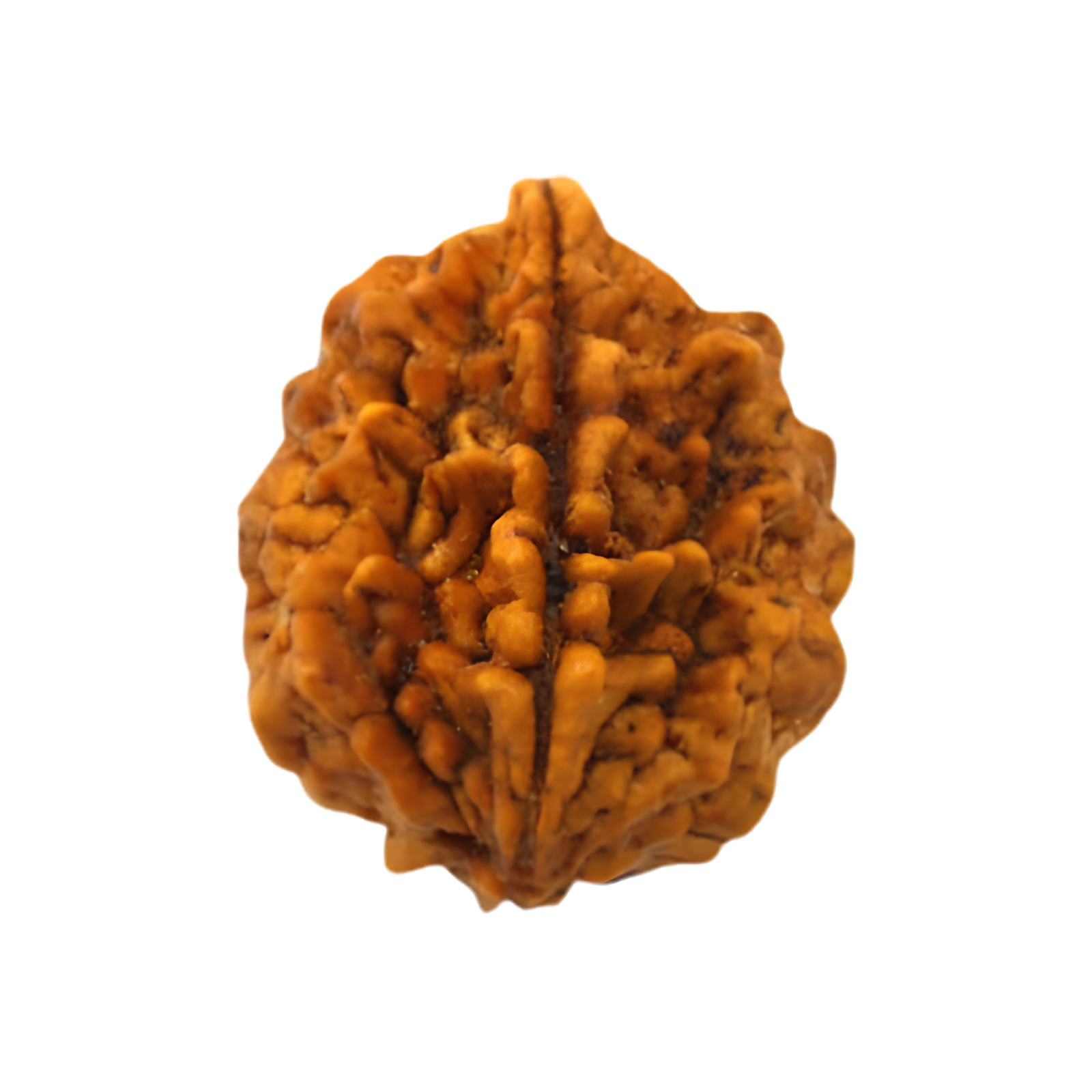Brown Wood Natural 2 Mukhi Gauri Shankar Rudraksha